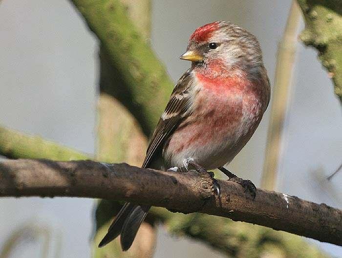4 Lesser Redpoll in early spring, photographed by