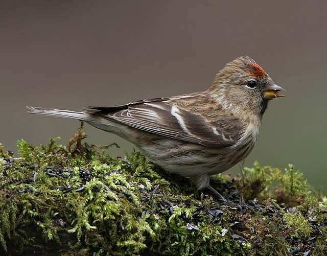 5 Lesser Redpolls photographed by Dave Hutton in the Midlands in