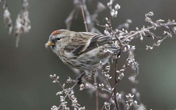6 Another Lesser Redpoll photographed by Dave Hutton in March heavily striated on the underparts and mantle with a distinct buff wash to the outer