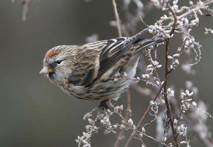It is at this time of year when Lesser Redpolls take on a very Mealy-type appearance and why there will always be an upsurge of claims at this time of