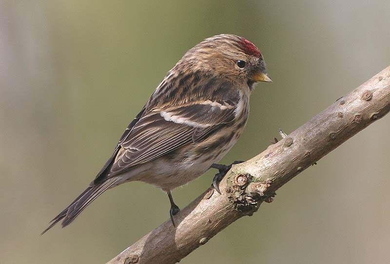 7 Lesser Redpolls photographed in winter (Steve Seal, above) and in March (Dave Hutton)