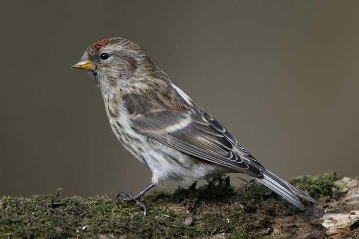 8 Further Lesser Redpolls photographed in late March (Dave Hutton top, Steve Seal below) and