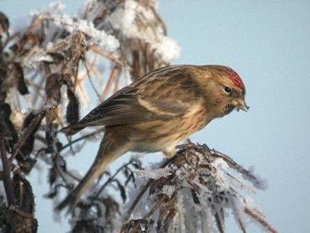 9 Another classic example of a typical Lesser Redpoll, this individual photographed in