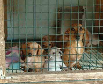 Websites and pet stores provide a curtain behind which some of the worst puppy mills hide.