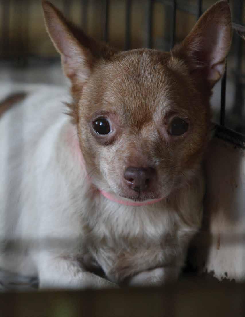 A Chihuahua was one of over 250 animals found in a breeding facility in