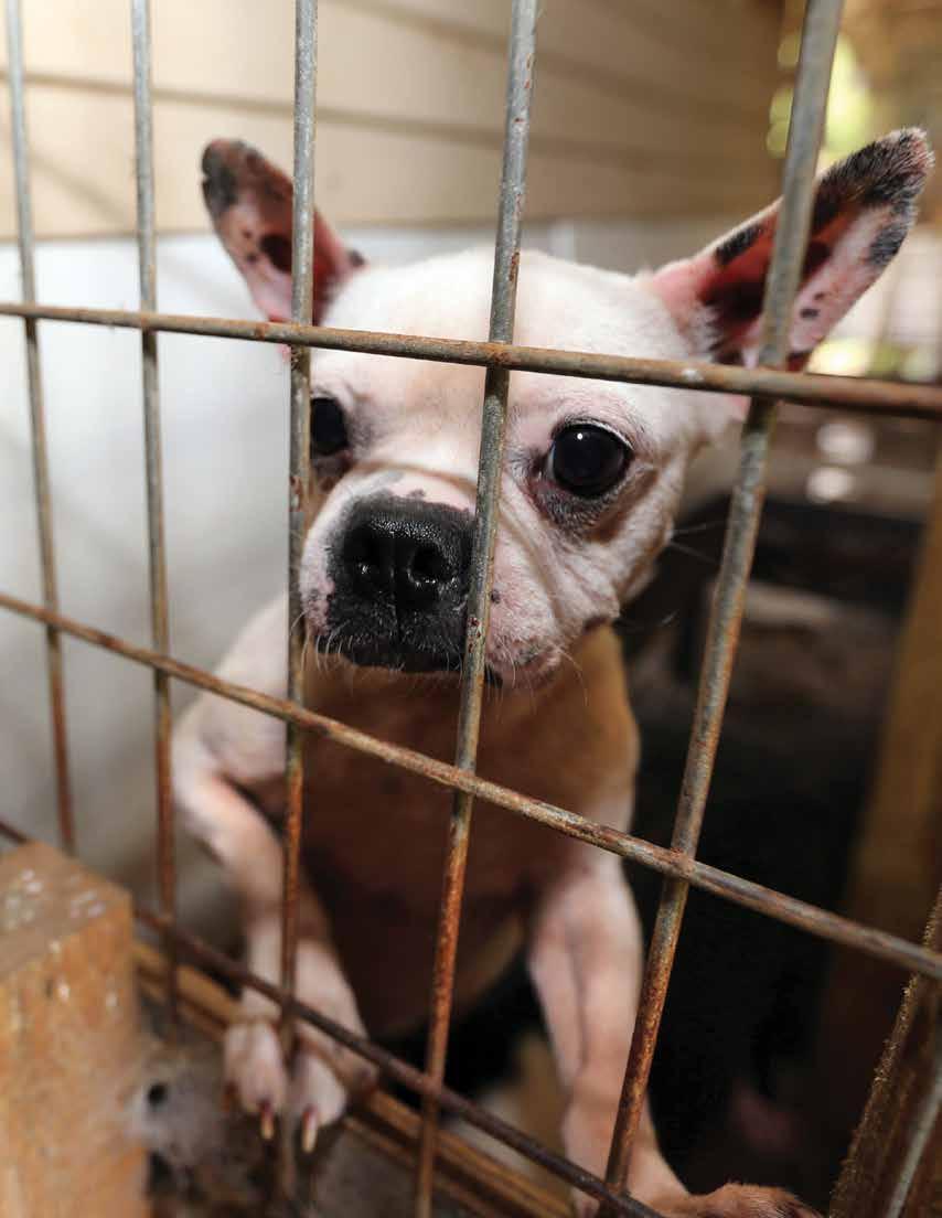 A Boston terrier looks out of her cage at a puppy mill near Tylertown, Mississippi.