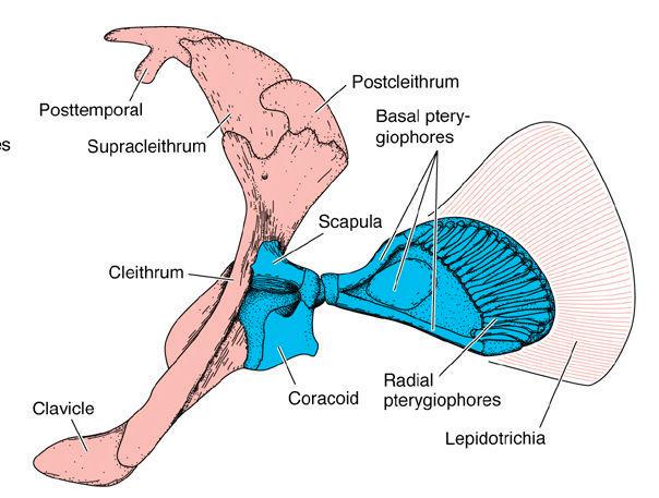 Cleithrum, supracleithrum, interclavicle lost