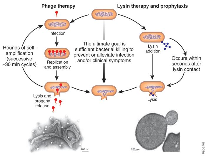Phage Therapy Fischetti V, et al.