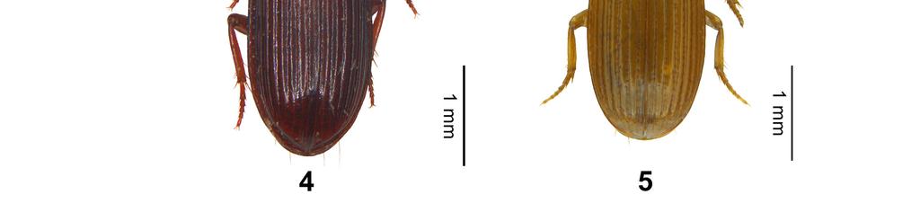 4. O. opacipennis sp. nov., holotype, male.