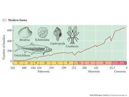 fossil record Trends in taxonomic diversity Marine animals Diversity has