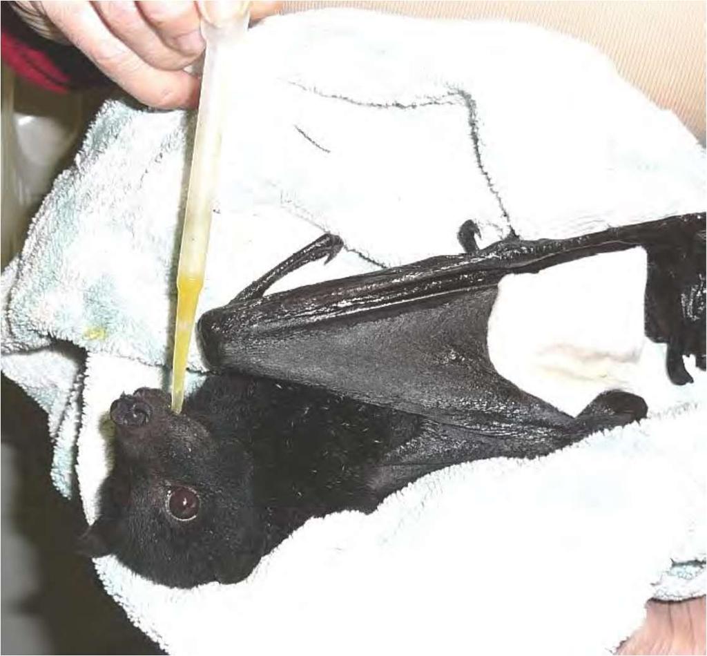 Figure 22 Rescued black flying fox being given a drink of juice (Bat Conservation and Rescue 2013) The sensory satisfaction gained from working with flying foxes in this way sustains carers as they