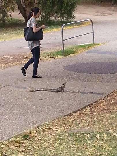 campus (Photo taken 21 October 2015) The photos show how effective the lizard s territorial address is.