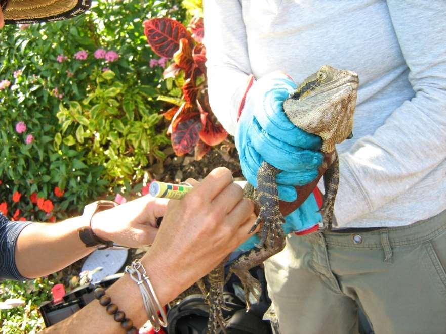 Figure 13 Male dragon being marked prior to release (photo taken 28 August 2012) The second component of Simone s fieldwork comprises systematic behavioural observations of water dragons in various