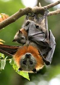 Figure 18 Brisbane s three species of flying-fox. Left to right: the Black flying fox, the Greyheaded flying-fox (with young), and the Little Red Flying-fox.