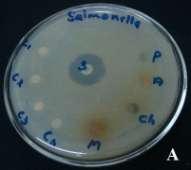 Fig: 1- Antibacterial