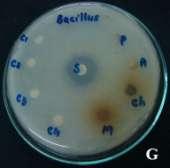 coli, G - Bacillus species