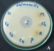 Fig: 2- Antibacterial studies of