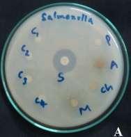 Fig: 3- Antibacterial studies of Gloriosa
