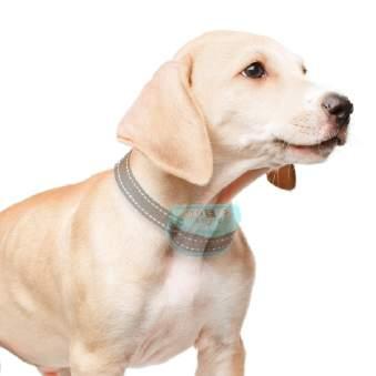 Place the collar around your dog's neck, it must not move, if it does then adjust and tighten the collar.