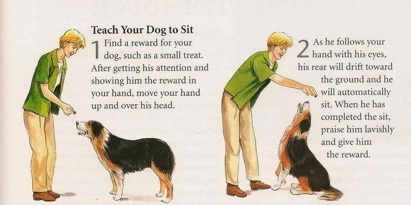 If they learn that when they sit, they get to go out for a walk, or they get undivided attention, or they get petted, or they get cookies,