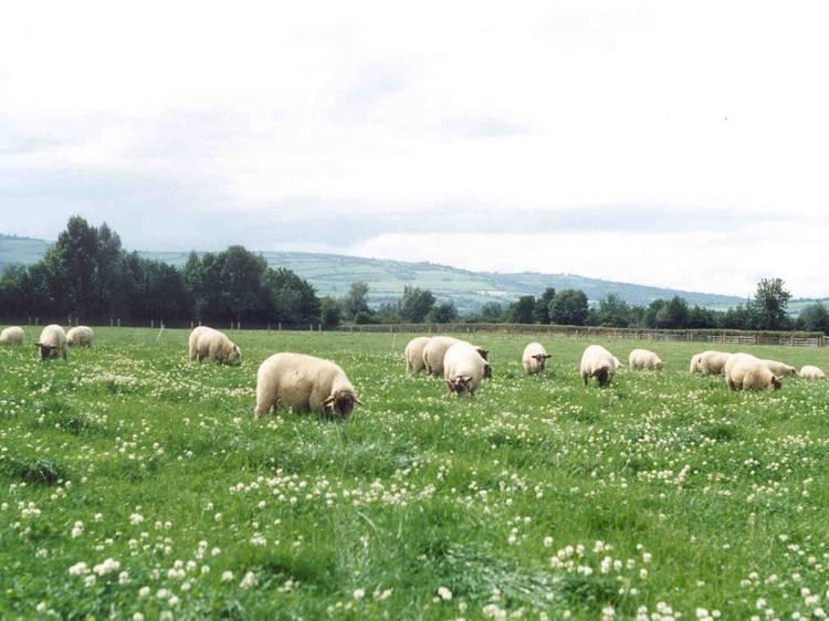 whole flock, the increase in average carcass price was 17, 9 and 1 c per kilogram in 2008, 2009 and 2010, respectively.