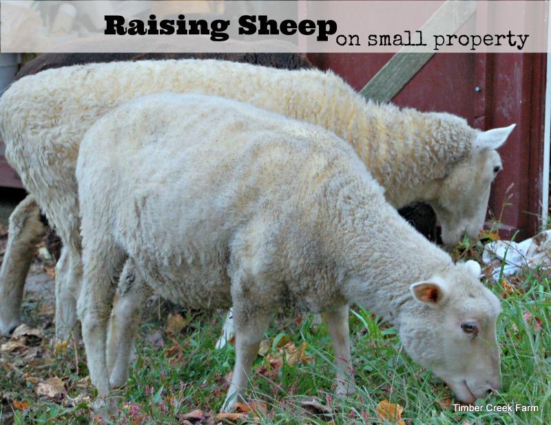 Sheep Care on Small Farms and Homesteads Is sheep care part of your future? Can you raise sheep in a large backyard? In some cases the answer is yes.