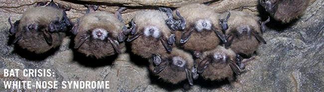 Threat of White Nose Syndrome 2009 Projected southward spread of white nose syndrome into range of VA Big Eared Bat in winter