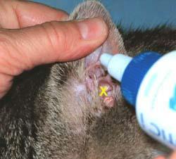 The ear wash solution is squeezed into the ear canal.