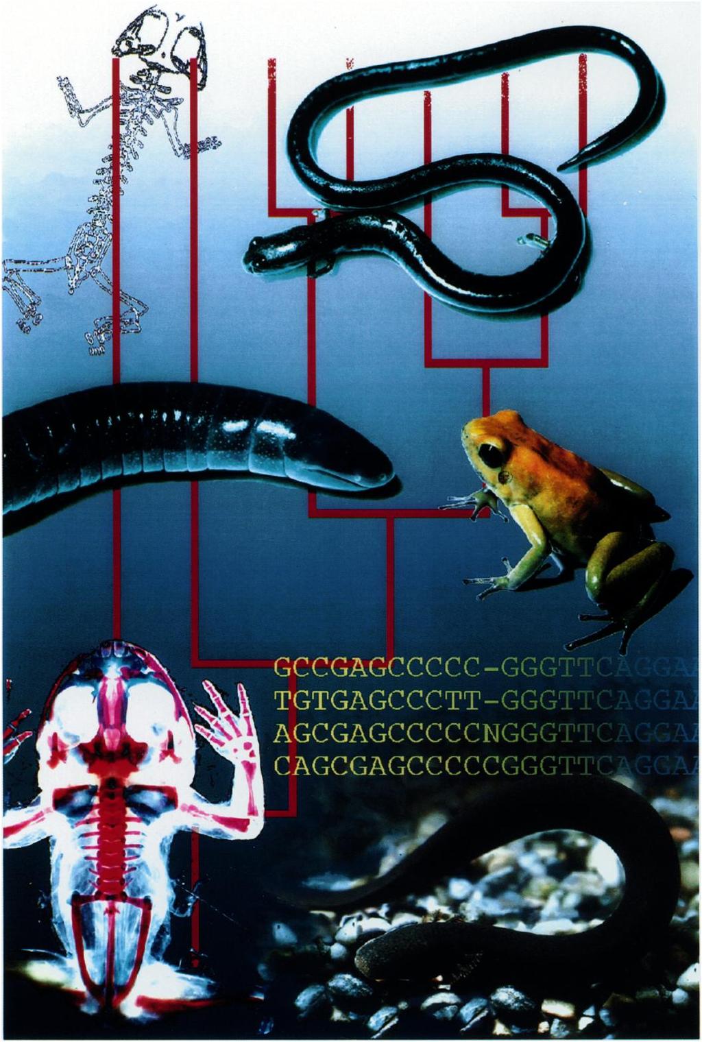 1 1 I I p A 1 This volume contains papers presented in the symposium "Amphibian relationships: Phylogenetic analysis of morphology and molecules",