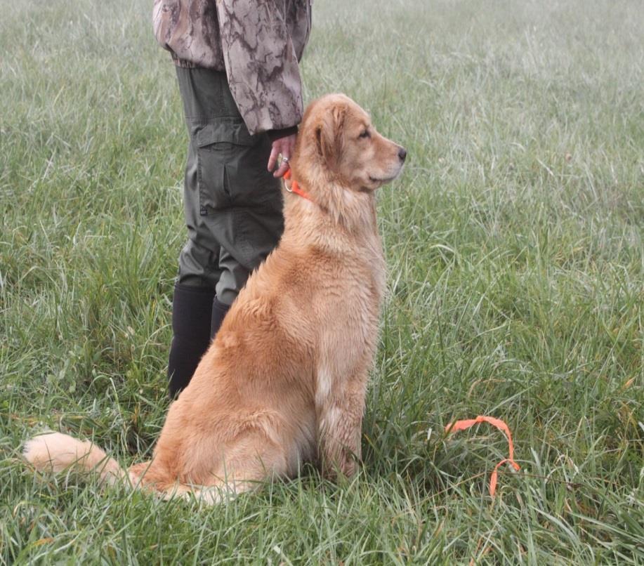 Started Five single marking tests Two on land Two on water One land or water at judge s discretion Tests are designed to evaluate if a dog has the basic tools to one day become a quality hunting