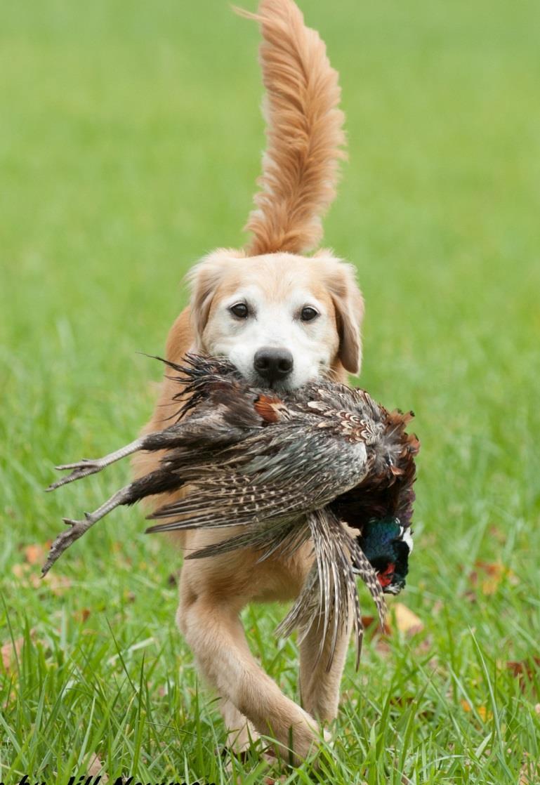 Intermediate Six tests Upland hunting test Double marked retrieve on land Blind retrieve on land Double marked retrieve on water Blind retrieve on water Trailing test Intermediate dogs exhibit a