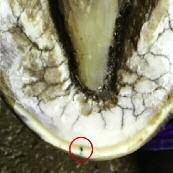 There is still much debate between the veterinary and farrier professions as to who is qualified to treat a hoof abscess and the best method in which to resolve the abscess.