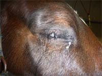 Common Injuries Eyelid Lacerations Corneal