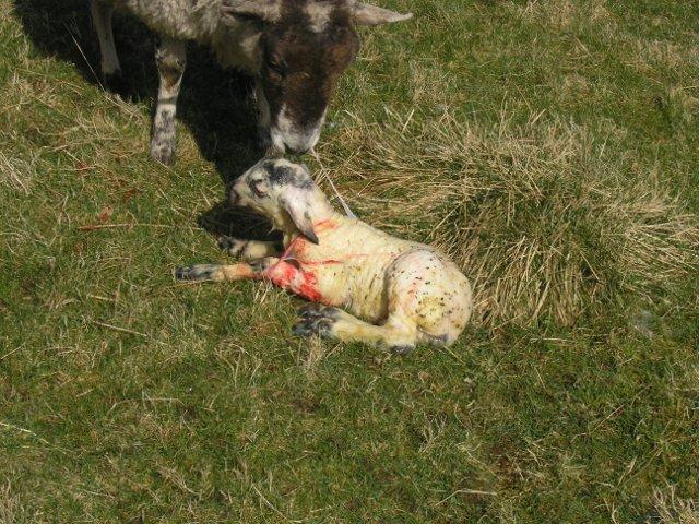 The ewe is removing birthing tissue from around the newly born lamb s