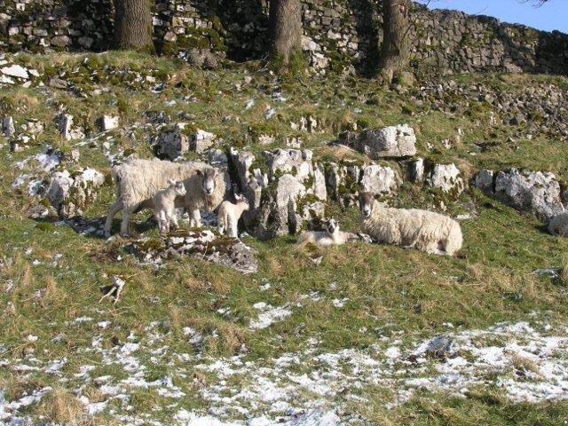 It also contains anti-bodies which help protect the lamb from contagious disease. These lambs will survive whatever the weather throws at them!