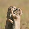 At night they hunt prairie dogs for food.
