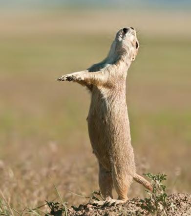 Prairie dog pups play together. It s short, but my tail comes in handy.