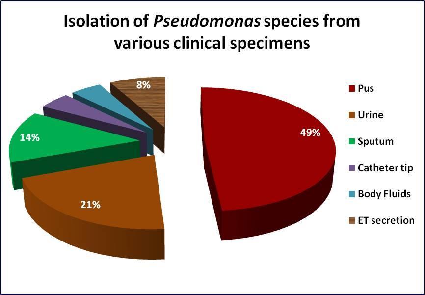 Graph 2: Isolation of Pseudomonas species from various clinical specimens. Graph 3: Drug resistance pattern.