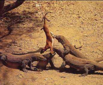 Management strategies for Komodo dragon 1. Alternative jungle tracking / tourist paths. 2. Limit number of visitors in a group. 3.