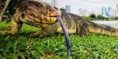 MEET THE MONITORS There a over 70 monitor lizard species in the genus Varanus, including komodo dragons.