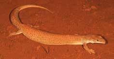 GOULD S MONITOR A common sight in Australia, this abundant lizard is a fast runner that often sprints bipedally, on its two back legs.