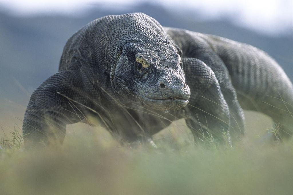 That makes its bite very powerful and even if the prey manages to escape, the Komodo dragon leaves it no chance: its saliva is rendered toxic by legions of bacteria.