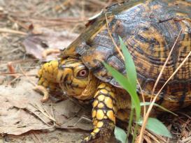 Eastern Box Turtle (Terrapene carolina) Family -