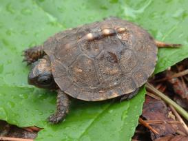 Long-lived Painted Turtle (Chrysemys picta) Family -