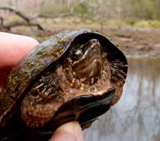 Lentic water sources with vegetation Eastern Musk Turtle