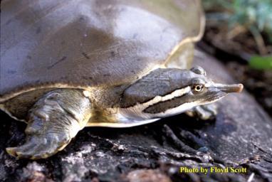 One hinge on shell Smooth Softshell Turtle (Apalone mutica) Family - Trionychidae 1. Leathery/rubbery circular shell 2.