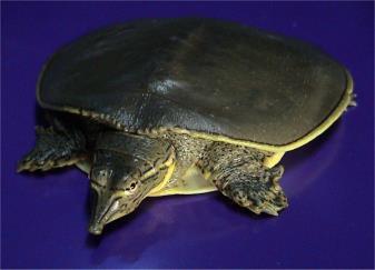 Primarily aquatic 7. Can be surprisingly defensive By LA Dawson Spiny Softshell Turtle (Apalone spinifera) Family - Trionychidae 1.