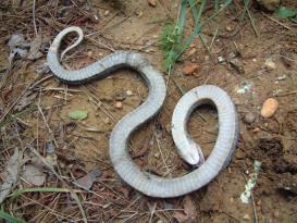 Hog-nosed Snake (Heterodon