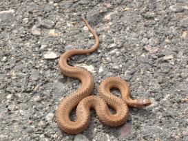 Snake (Storeria