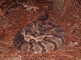 Venomous Timber Rattlesnake